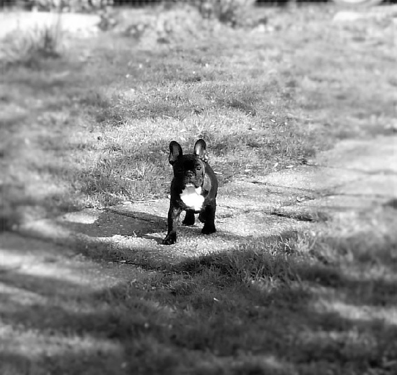 Lucia popp ermione Des Agathes De Chamrouge